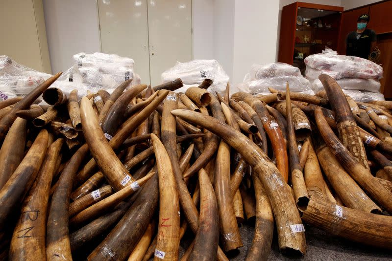 FILE PHOTO: Ivory tusks seized by Hong Kong Customs are displayed at a news conference in Hong Kong