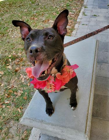 The Humane Society of Vero Beach & Indian River County Humane Society has many animals available for adoption, including has many animals available for adoption, including Taki, a 4-year-old female who weighs 41 pounds.