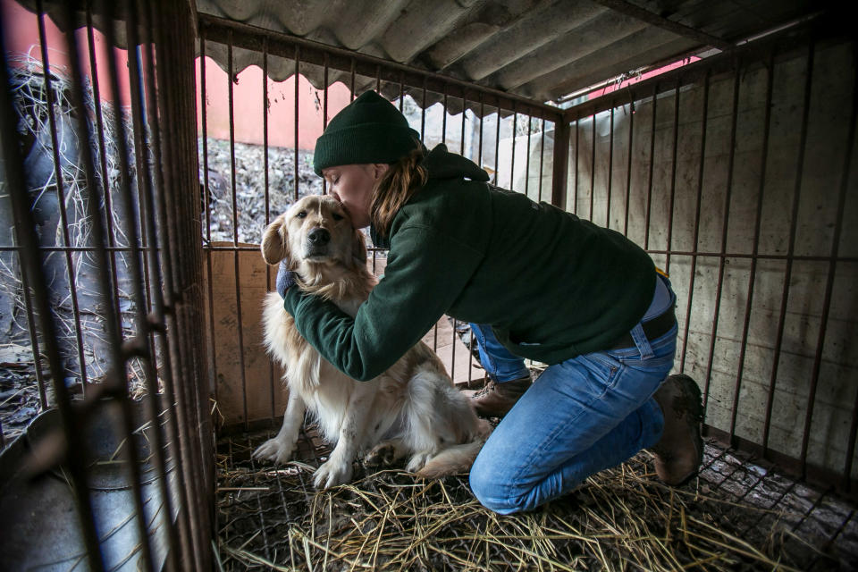 <em>Love – HSI’s UK director Claire Bass said she fell in love with the dog she is adopting the minute she saw him</em>