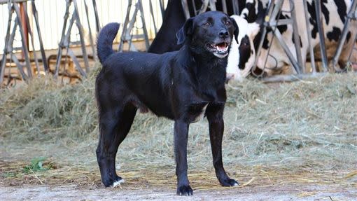 楊男在工廠裡飼養的黑狗「憨豬」，自行掙脫韁繩，跑到路上亂晃，路過的莊男反應不及撞上，跌進田間死亡。（示意圖／翻攝自Pixabay）