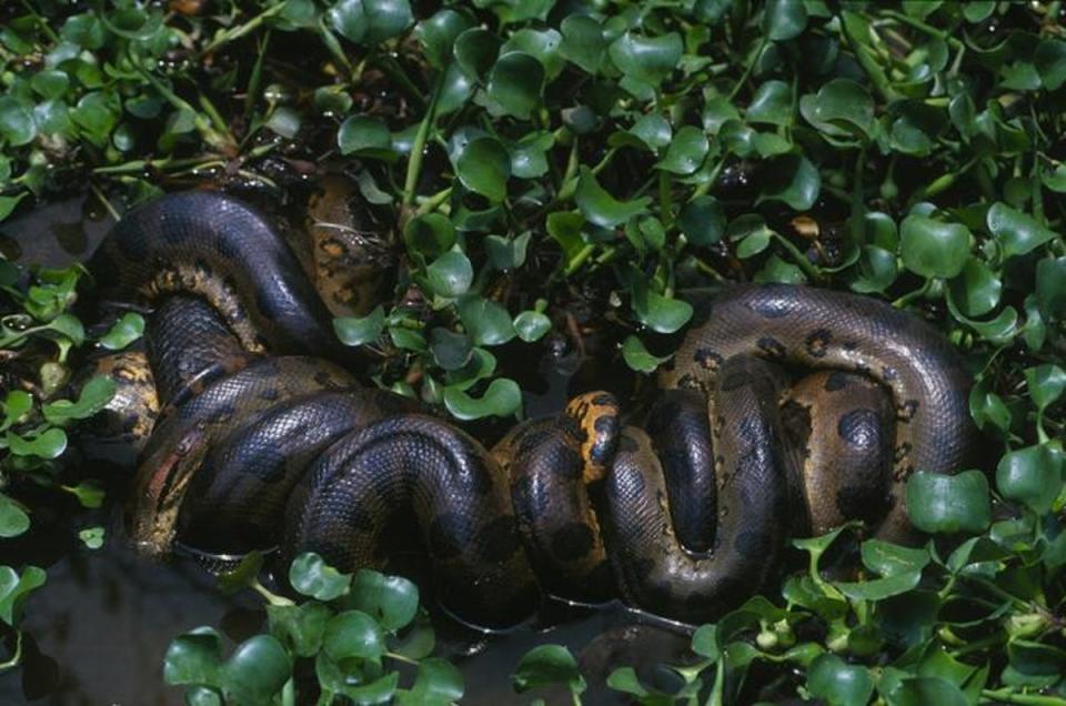 A Eunectes akayima breeding ball (Jesus Rivas)