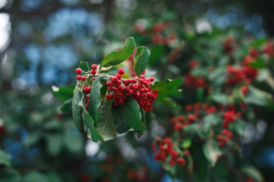 Winterberry holly closeup of berries. 