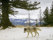 FILE -In this Dec. 4, 2014, file photo, released by the Oregon Department of Fish and Wildlife, a wolf from the Snake River Pack passes by a remote camera in eastern Wallowa County, Ore. Trump administration officials on Thursday, Oct. 29, 2020, stripped Endangered Species Act protections for gray wolves in most of the U.S., ending longstanding federal safeguards and putting states in charge of overseeing the predators. (Oregon Department of Fish and Wildlife via AP, File)