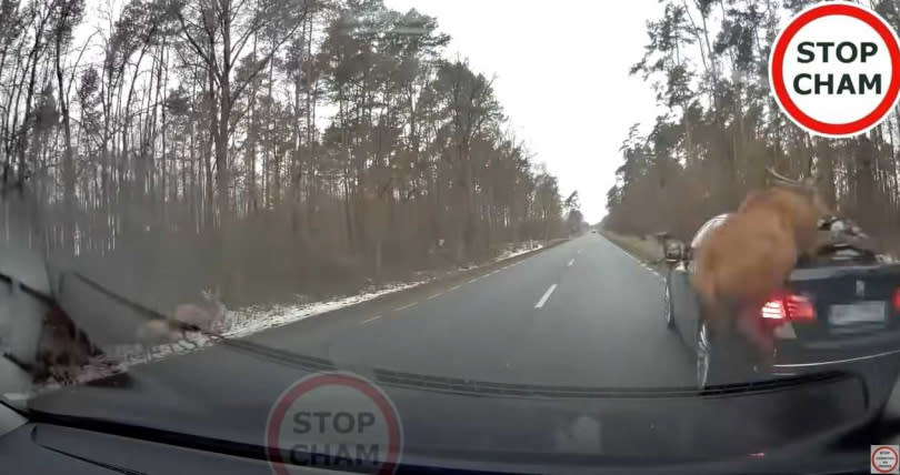 一隻想越過車輛，卻似乎未算好距離，摔趴在後車廂。（圖／翻攝自STOP CHAMYouTube）