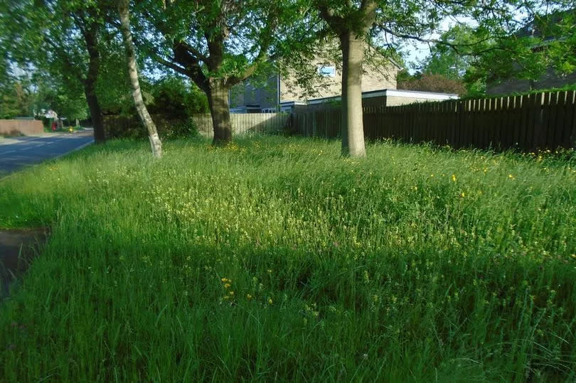 The wildflower meadow plot in 2019