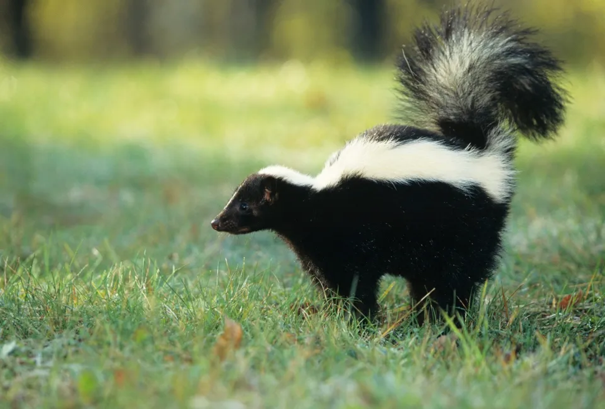 Michigan officials have warned about rabies in pet skunks  (Tom Brakefield/Getty Images)