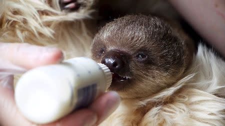 Two-toed baby sloth Edward Scissorhands is bottle fed in this handout photograph taken at London Zoo July 24, 2015 and released July 31, 2015. REUTERS/ZSL/Handout via Reuters