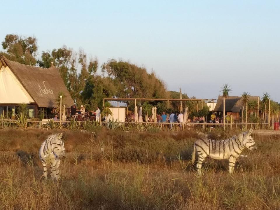 Two donkeys painted like zebras for a safari-themed wedding reception have provoked outrage among animal rights activists.They were filmed wandering outside a bar near Cádiz, a town on the southern coast of Spain, and allegedly had no shade from the sun.Angel Tomás Herrera Peláez, who posted the video on Facebook, described the animals’ treatment as “shameful”.'The donkeys, in danger of extinction, are used for tourist exploitation,” he said.Mr Herrera accused the bar's owners of violating a local law in Andalucía, which forbids using any animals at parties or shows if they are subjected to suffering or unnatural treatment.The animals arrived at the 'chiringuito' bar on Saturday morning and remained on show throughout the day but were not give any shade, local news website Andalucia Informacion reported.They were used “to provide the look of the African Savannah” for a wedding reception taking place at the bar.A complainant told the Mother Earth Platform about the donkey’s treatment and the organisation brought the case to the attention of local officials and the civil guard. The Agricultural and Commercial Office of Cadiz reportedly launched an investigation into the animal’s treatment on Monday. Daniel Sánchez Román, a local politican responsible for agriculture, livestock and fisheries, told local newspaper Diario de Cádiz that the makeup used on the donkeys was "suitable for children" and “far from animal abuse”.He said that vets inspected the site and noted the animals were "perfectly clean and healthy".Environmental group Ecologists in Action described the treatment of the donkeys as "a frivolity and stupidity that borders on illegality," local news website La Voz de Cadiz reported.Last year, a zoo in Egypt was accused of painting black stripes on a donkey to make it look like a zebra.