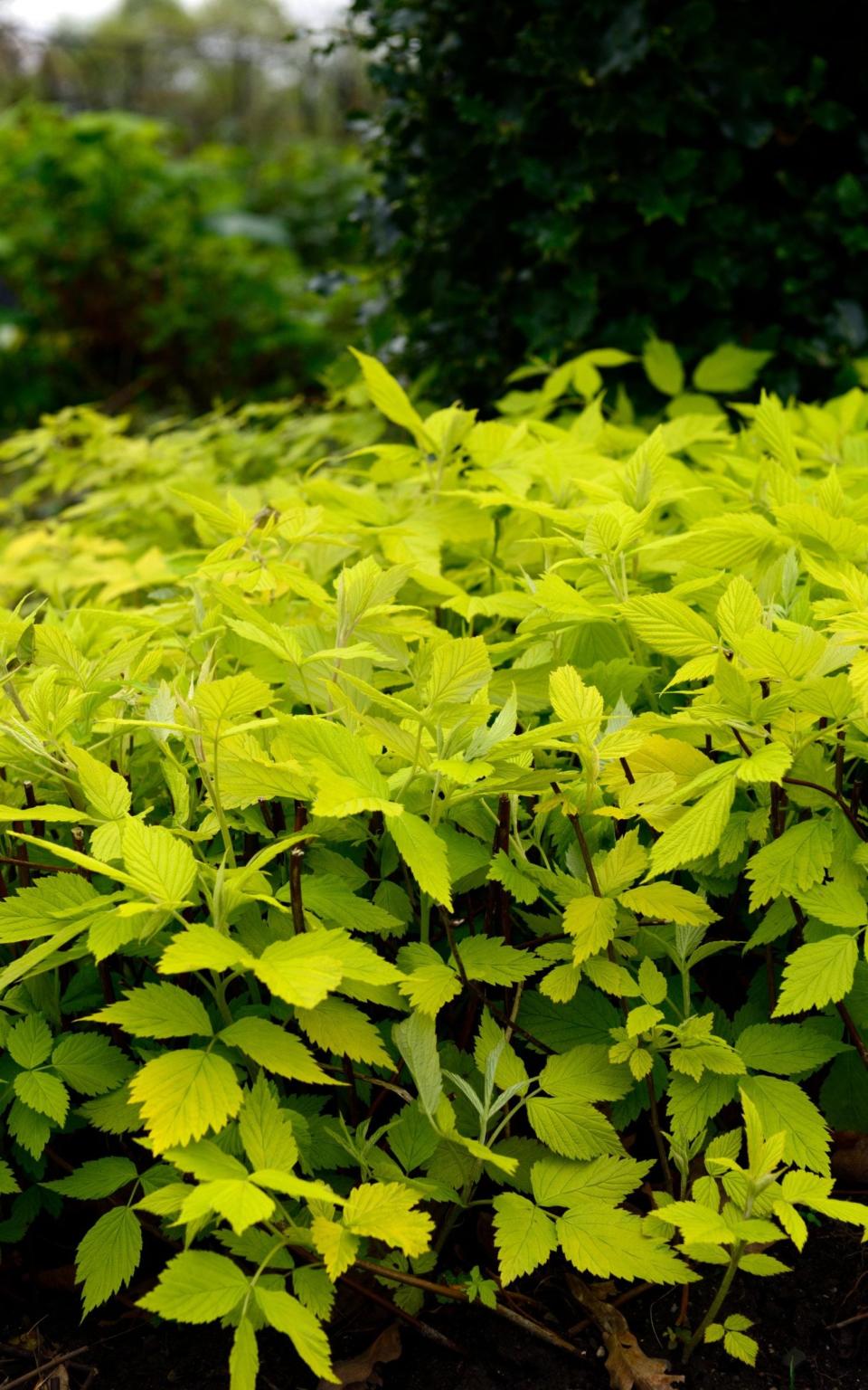 Rubus idaeus ‘All Gold’ - Alamy