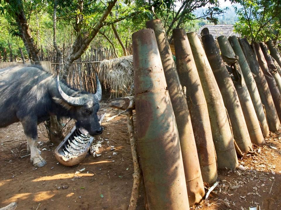 A water buffalo eats from a trough made from the shell of a cluster bomb in Laos.