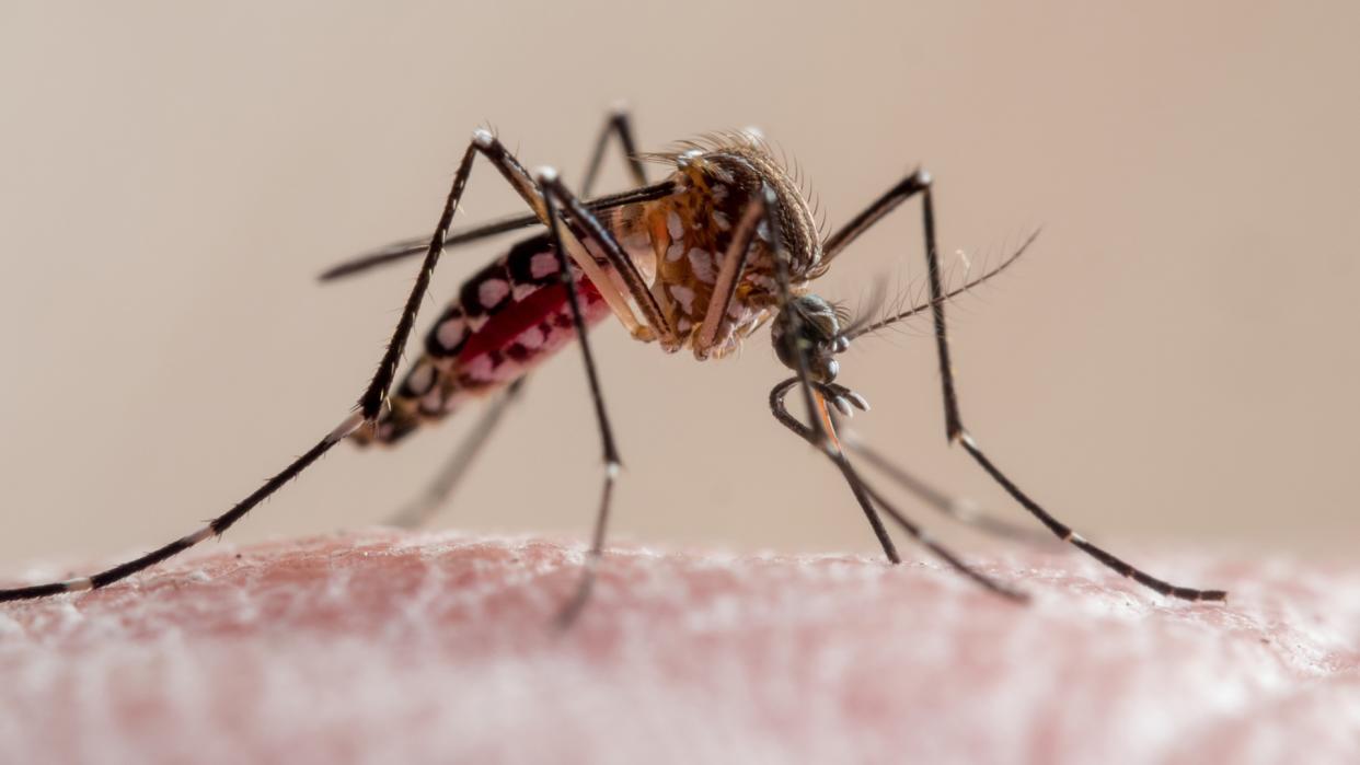  Close-up of a yellow-fever mosquito biting human skin. It's a culicidae vector of malaria, yellow fever, chikungunya, dengue and zika virus in Brazil, known locally as mosquito da dengue. 