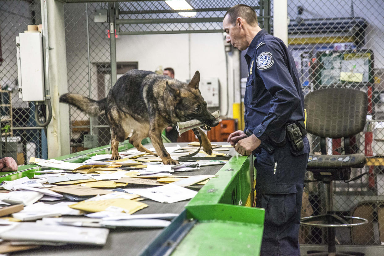 A narcotic detection dog alerts a U.S. Customs officer to a package containing a narcotic at the international mail facility in Chicago in 2017. (U.S. Customs and Border Protection)