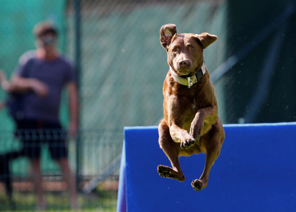 Flying Dogs competition