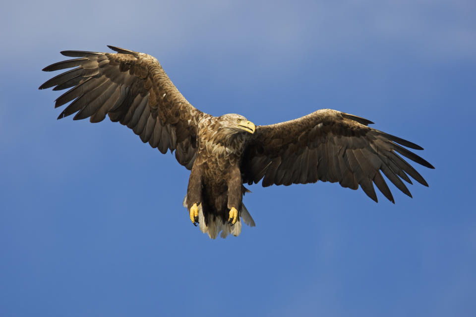 white-tailed sea eagle