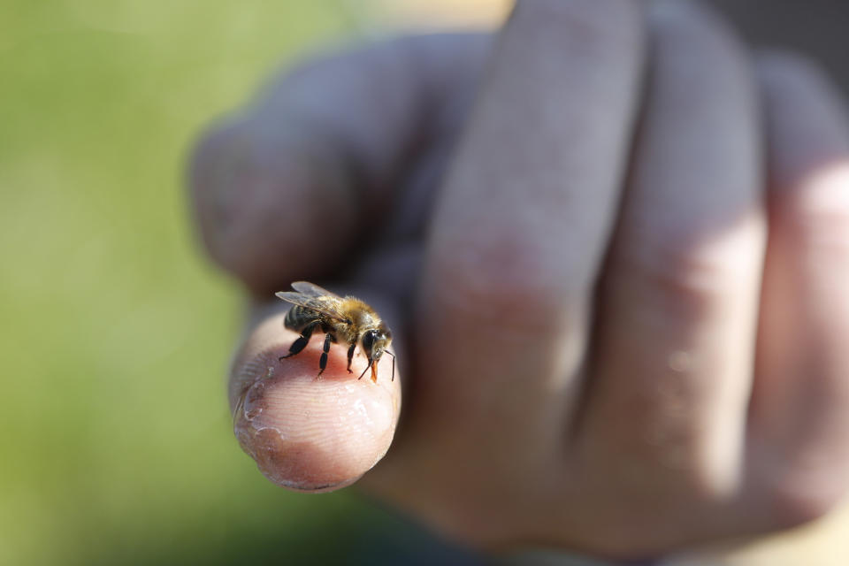In this July 11, 2019 photo, Adam Ingrao, an agricultural entomologist and military veteran who runs the Heroes to Hives program, holds a bee at the Henry Ford farm in Superior Township, Mich. A small but growing number of veterans around the country are turning to beekeeping as a potential treatment for anxiety, PTSD and other conditions. Ingrao, a fourth-generation soldier runs Heroes to Hives through Michigan State University Extension. (AP Photo/Carlos Osorio)