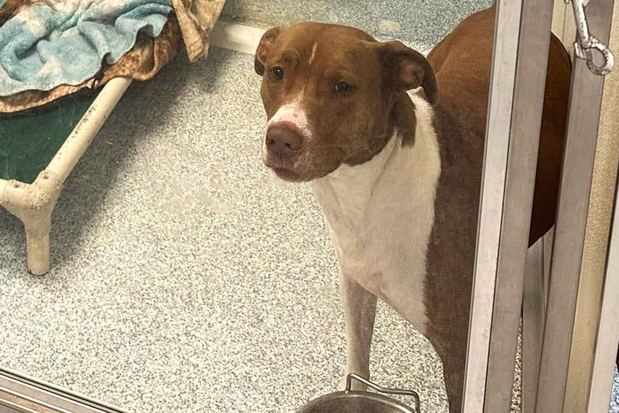 virginia dog with out adoption application