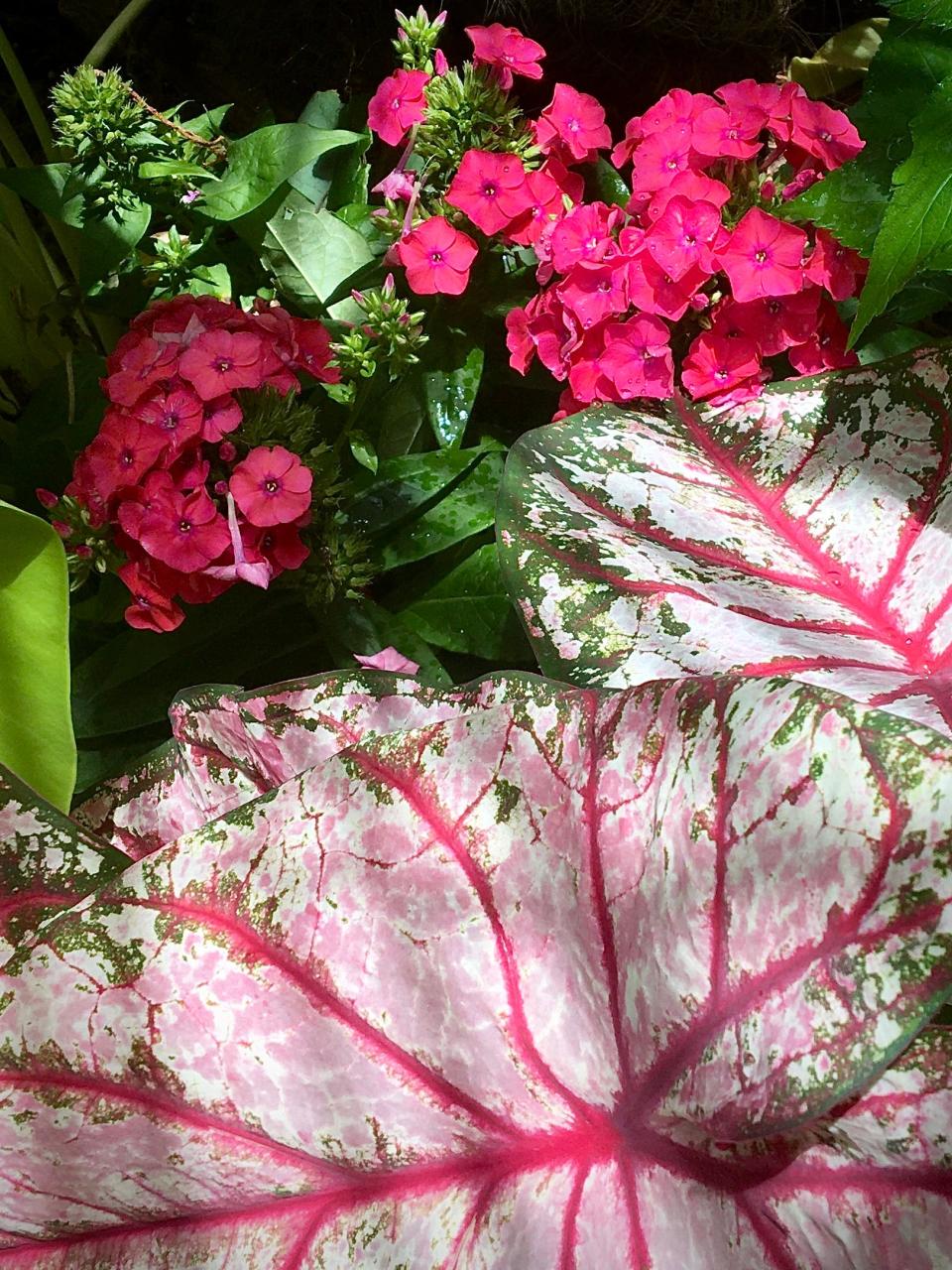 The end of June shows Heart to Heart Bottle leaves are huge giving a hand painted look echoing the color of Luminary Sunset Coral tall garden Phlox.