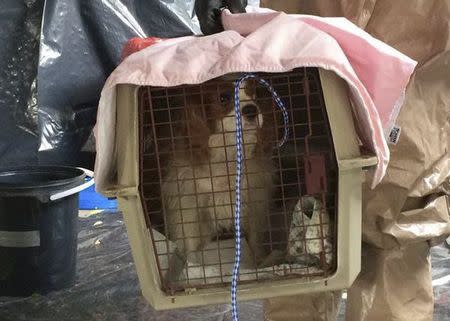 Dallas Animal Services and Adoption Center photo shows Bentley the dog belonging to the nurse who contracted Ebola being transported in Dallas in this Monday photo released on October 14, 2014. REUTERS/Dallas Animal Services and Adoption Center/Handout