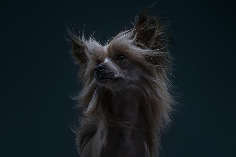 Dog personality portraits