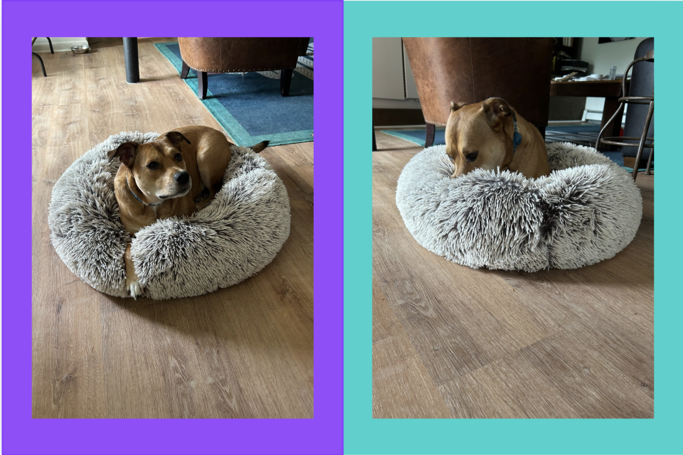 Side-by-side image of a brown dog on a fluffy gray bed