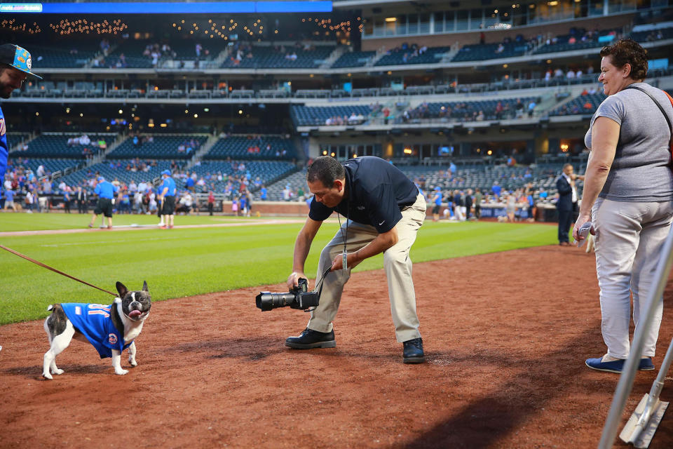 Bark in the Park