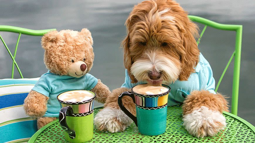 Adorable Labradoodle Plays Dress Up For a Cause