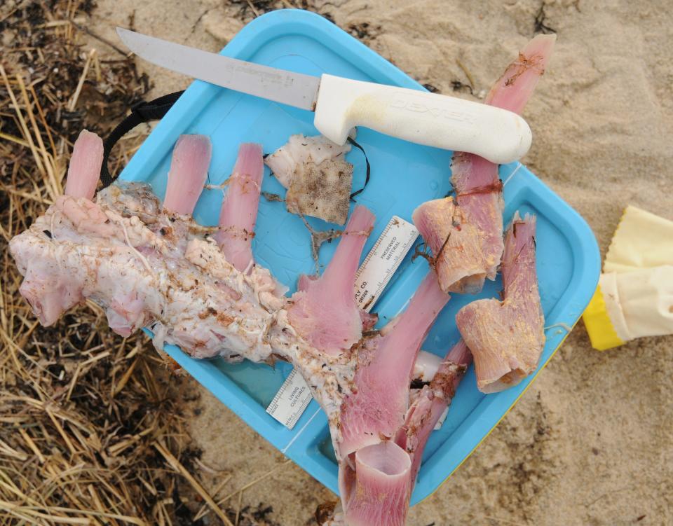 Carol "Krill" Carson of the New England Coastal Wildlife Alliance performs a necropsy on a sunfish near Breakwater Landing in Brewster, in 2011. Samples of the sunfish including the vertebrea and skin.