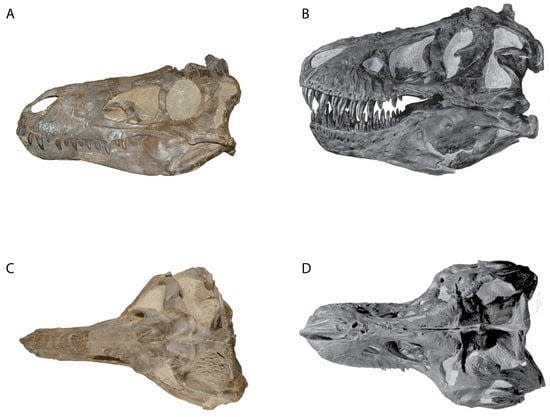A comparison of skulls shows the Nanotyrannus on the left, and the Tyrannosaurus-Rex on the right.