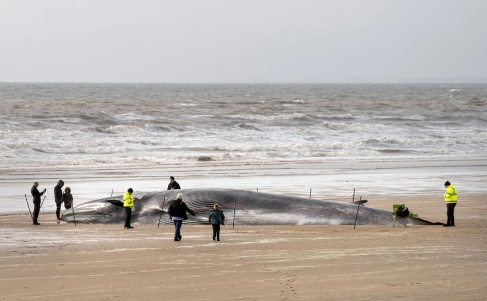 York Press: El cuerpo de la ballena en la playa de Bridlington antes de ser retirado