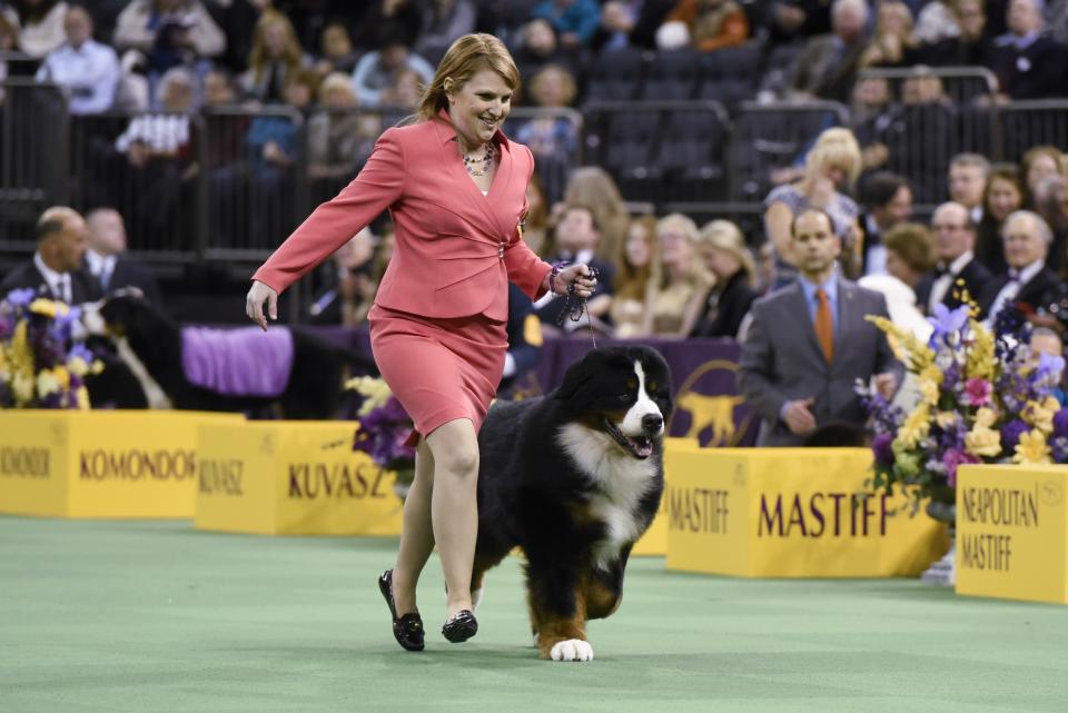 A Bernese Mountain Dog competes in the Working Group during the second day of competition at the 140th Annual Westminster Kennel Club Dog Show at Madison Square Garden on February 16, 2016 in New York City.