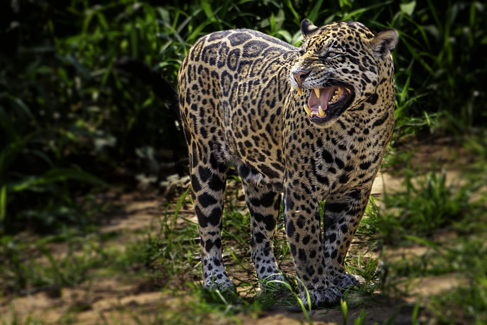 Painted jaguar photographed in Pantanal region, Brazil