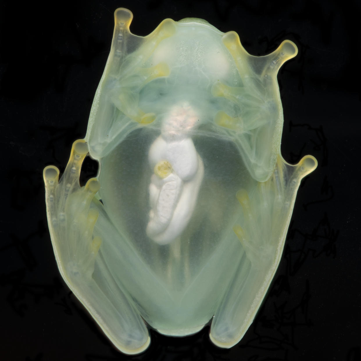 This photo provided by researchers in December 2022 shows a male glass frog photographed from below using a flash, showing its transparency. Scientists measured muscle and ventral skin, finding that these tissues transmit over 90% of visible light and are yet perfectly functional. Some frogs found in South and Central America have the rare ability to turn on and off their nearly transparent appearance, researchers report Thursday, Dec. 22, 2022, in the journal Science. (Jesse Delia/AMNH via AP)