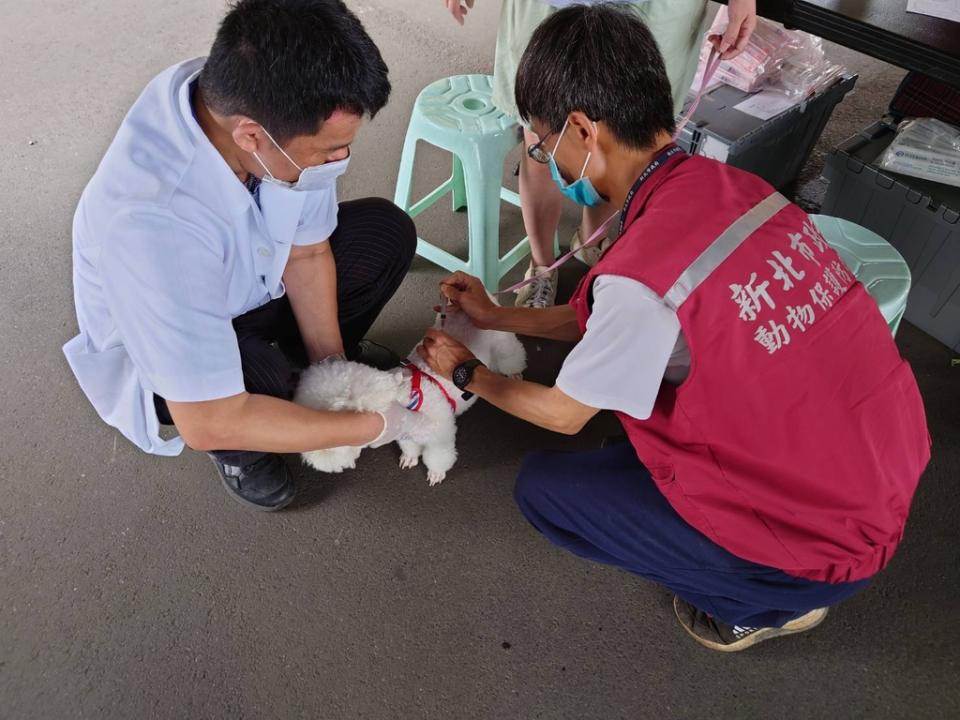 《圖說》近期有多場假日寵物公園狂犬病疫苗巡迴免費注射活動，歡迎民眾上新北市動保處臉書查詢。〈動保處提供〉