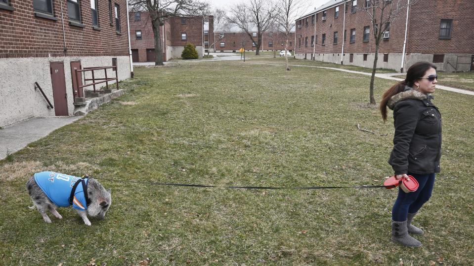 Danielle Forgione walks Petey, the family's pet pig, on Thursday, March 21, 2013, in Queens, N.Y.  An article of the city’s Health Department code prohibits owning pigs as pets. after a neighbor complained about Petey to the co-op board, Forgione is scrambling to sell her home after being told by both the city and her management office that she needed to get rid of the pig.   (AP Photo/Bebeto Matthews)