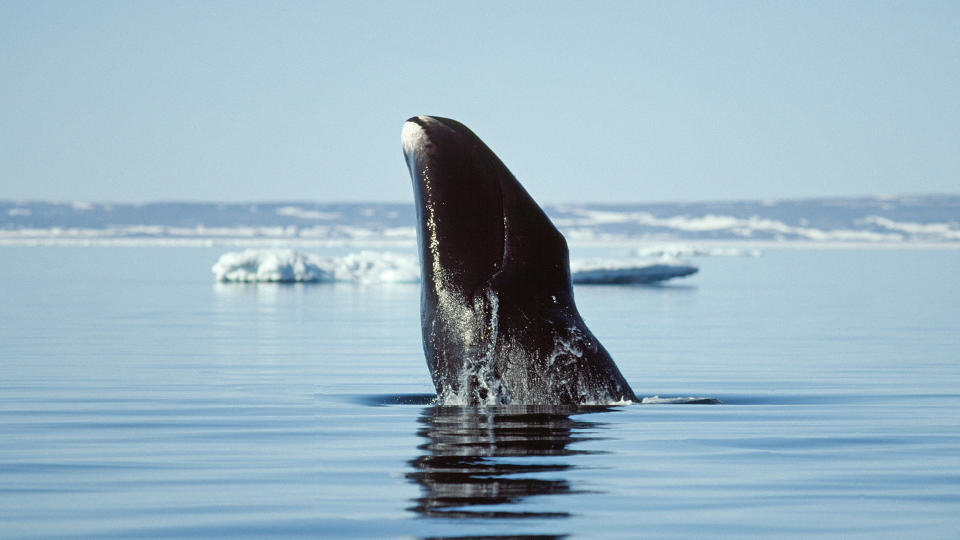 A bowhead whale breaches in waters near the Qikiqtaaluk Region in Nunavut, northern Canada.