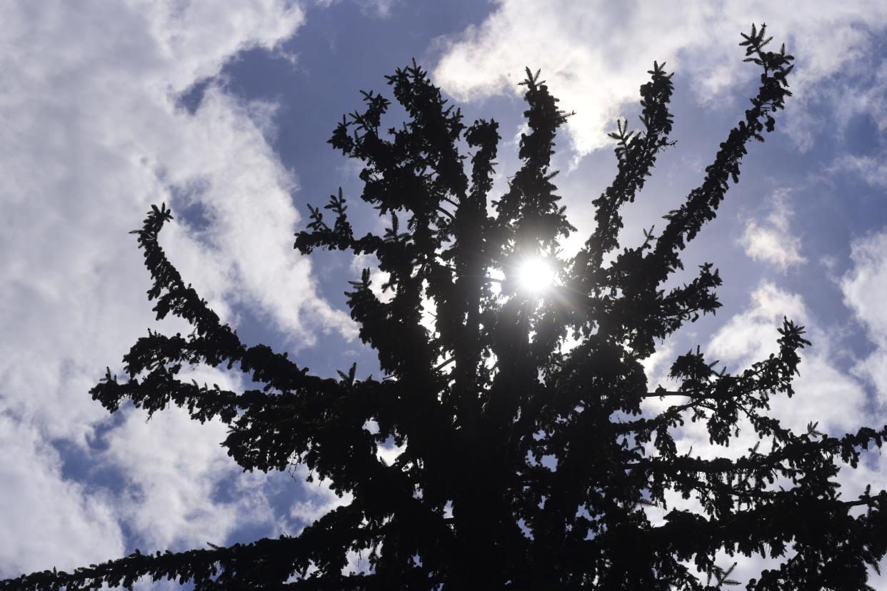 The sun shines through clouds and a North Central Ohio pine tree in April, 2021.