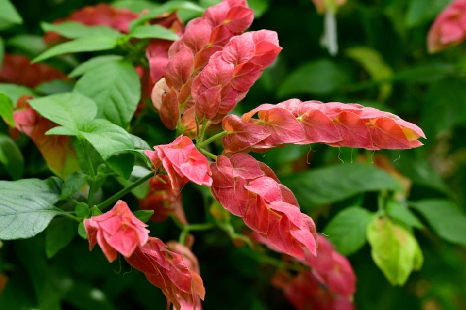 Red shrimp plant grows outdoors. 