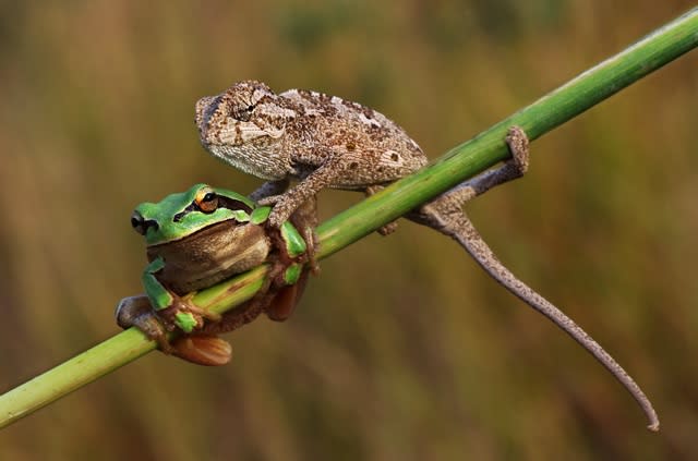 Shut your trap! Cheeky chameleon silences frog