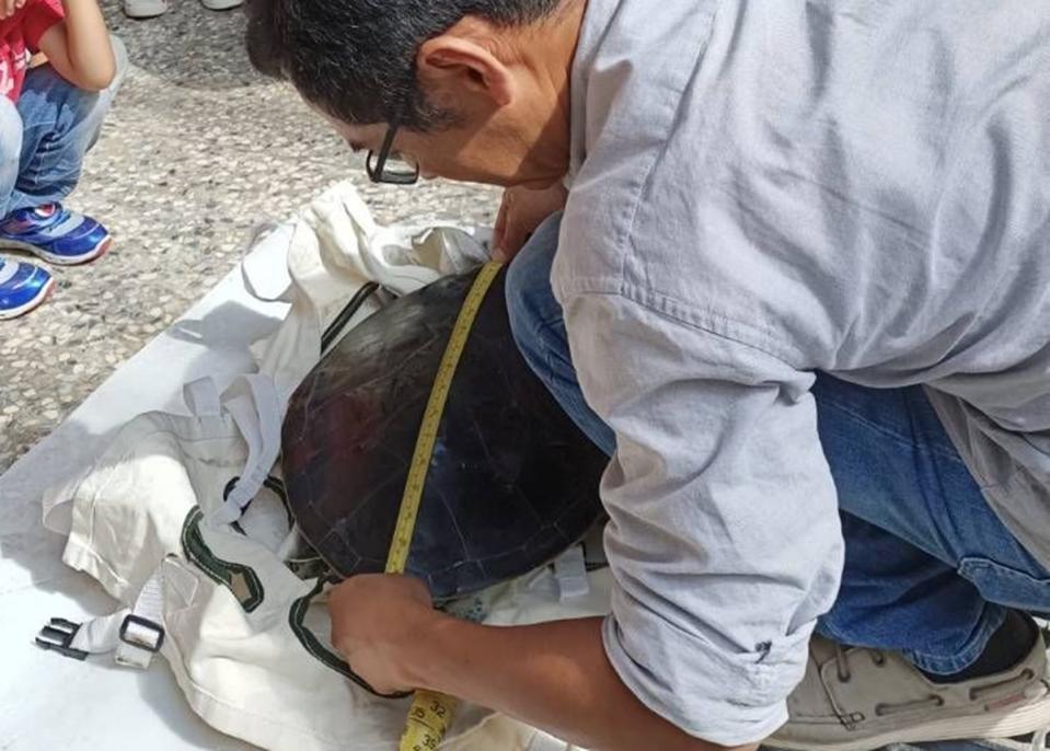  2隻受傷的保育類綠蠵龜「福氣」、「多多」，在水試 所海龜救傷中心3年多的收容，15日在望安當地師生的 祝福聲中，重返闊別多時的大海，展開新的遨遊生活。 （澎湖農漁局提供） 