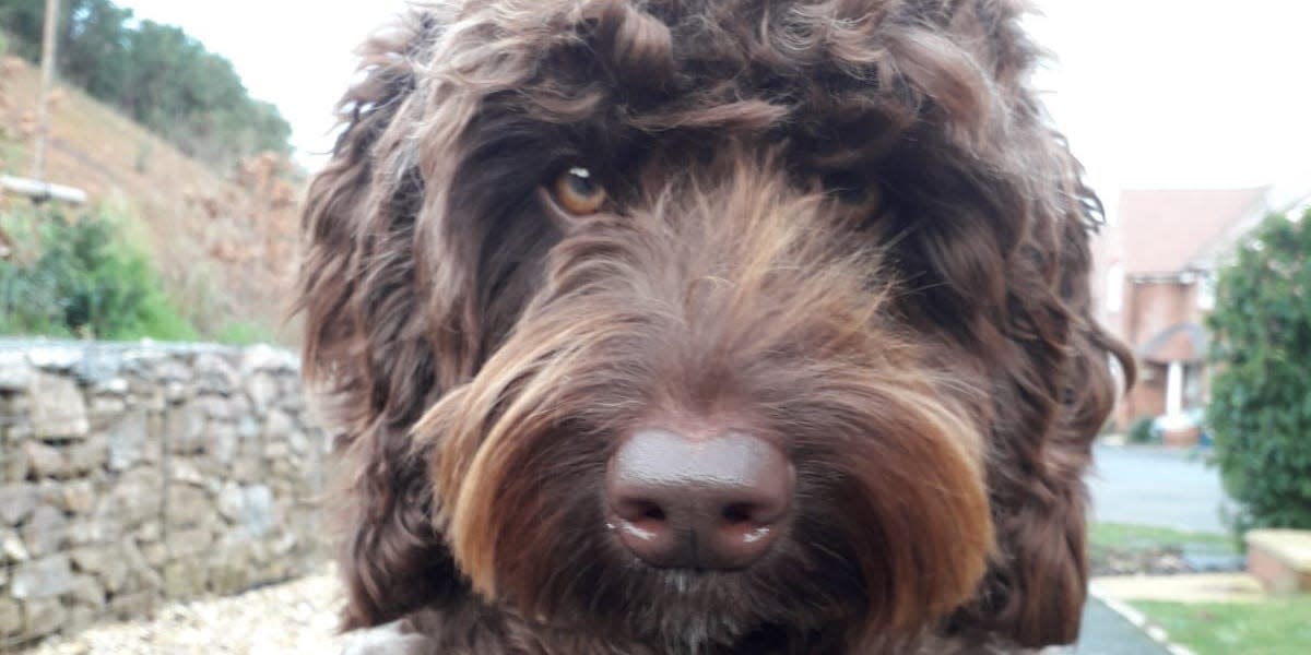 Digby, the therapy dog