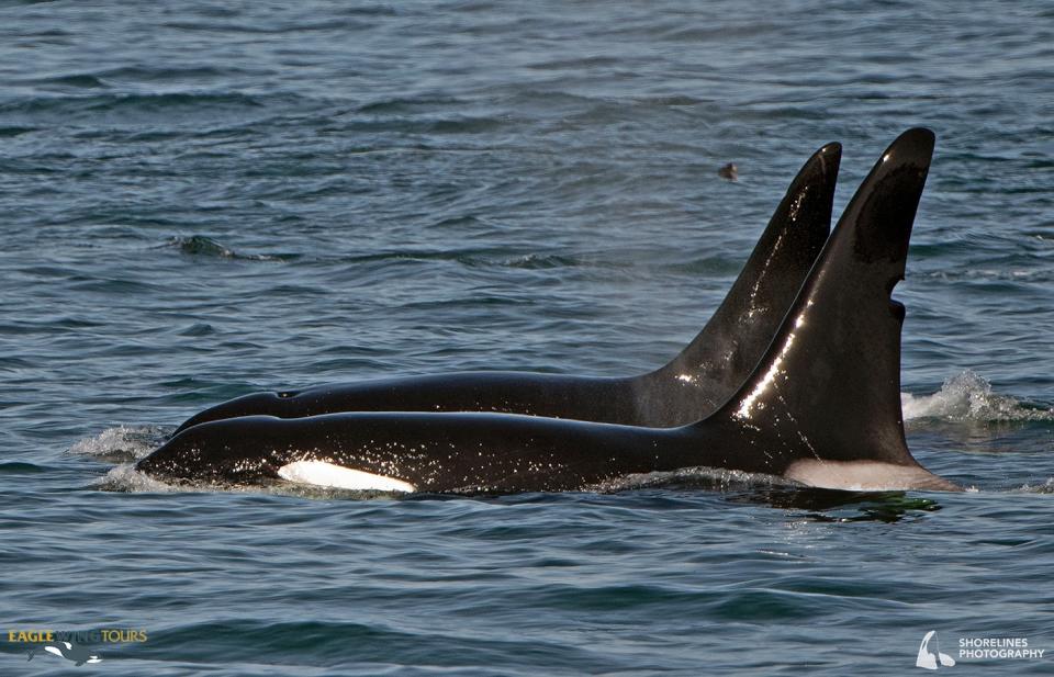 虎鯨在海洋中沒有什麼天敵。（圖／翻攝自Eagle Wing Whale Watching Tours臉書）