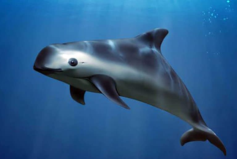 Gobierno mexicano y grupo conservacionista redoblan esfuerzos para salvar la vaquita marina