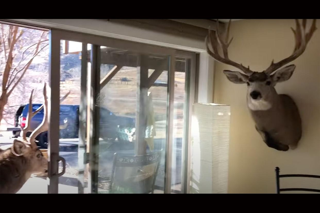 Watch a Buck Nearly Enter a Hunter's Home to Pick a Fight with a Deer Head on the Wall photo