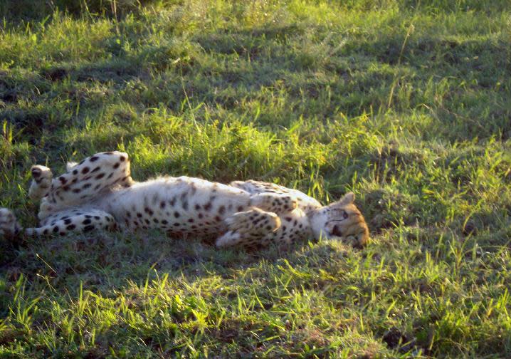 This April, 2012 photo shows a cheetah waking up from a nap in the Phinda Private Game Reserve, near the town of Hluhluwe, in Kwazulu-Natal province, South Africa. Phinda’s luxury lodges are spread over 56,000 acres and seven habitats, from the savanna to the unique sand forest. Rangers take visitors on drives to observe the Big Five (Cape buffalo, elephant, leopard, lion and rhino) and other animals roaming freely in protected open spaces. (AP Photo/Matthew Craft)