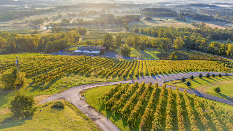 Vineyard in Loudon VA