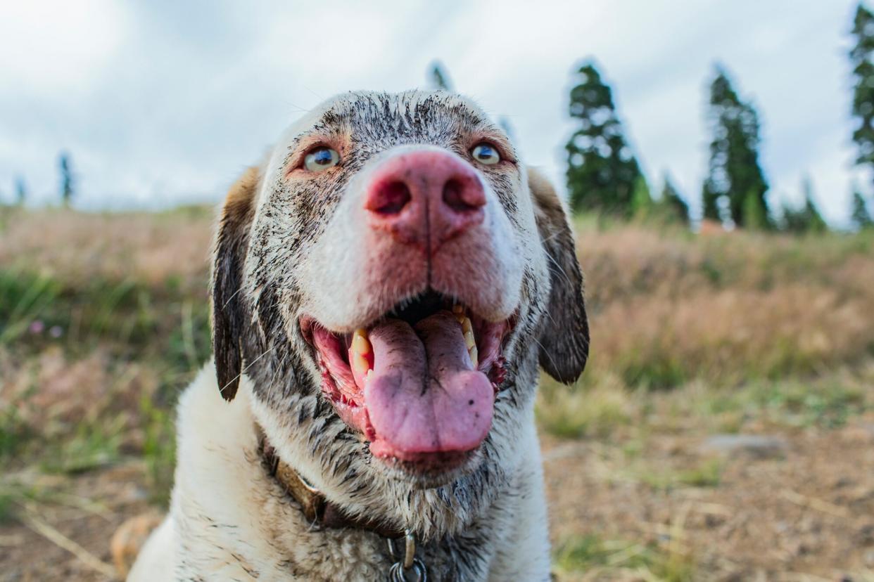 Muddy dog in a field with tongue out
