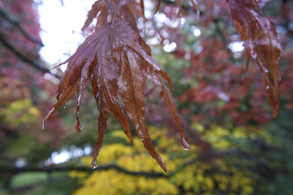 Closeup of autumn leaves, taken with the Sigma 10-18mm f2.8 DC DN lens for APS-C mirrorless at f/7.1