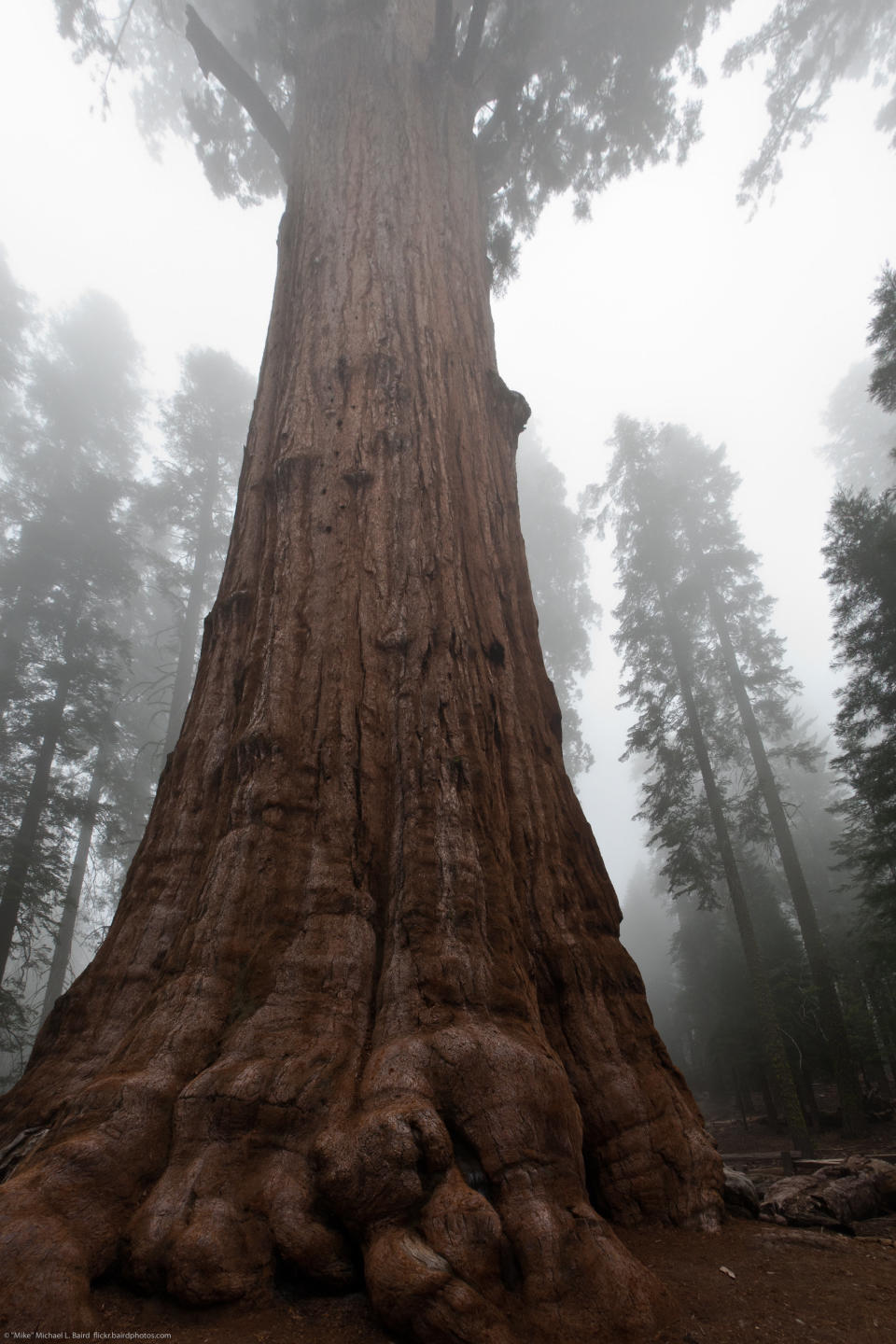 Sequoia National Park, California