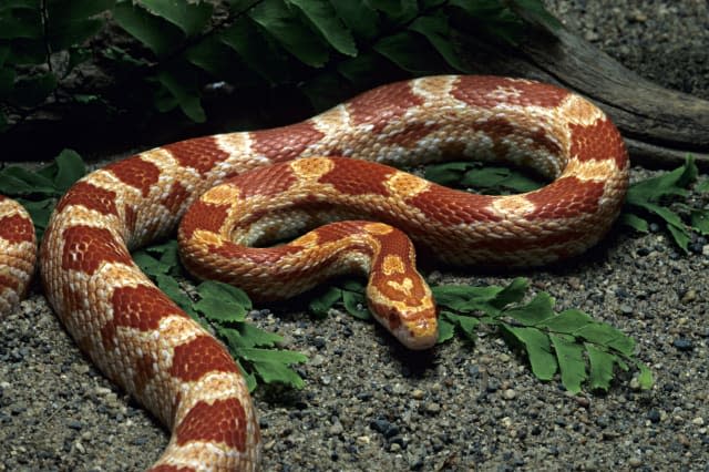 Amelanistic Corn Snake, Elaphe g. guttata, swallowing deer mouse, southeastern USA