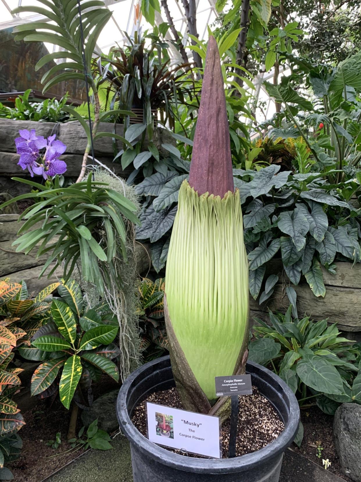 A stinky corpse flower nicknamed "Musky" is on the verge of blooming at the Mitchell Park Domes. It is pictured Friday, July 14 before opening.